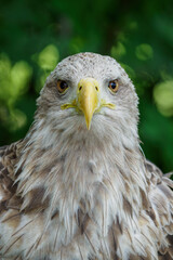 A light brown portrait of a sea eagle.