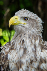 A light brown portrait of a sea eagle.