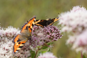 Kleiner Fuchs Schmetterling auf Distel Blüten, Aglais urticae