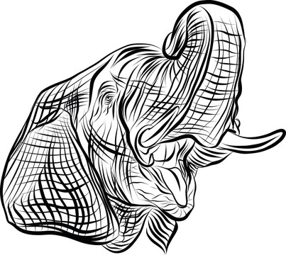 Black and white elephant head hand drawn sketch