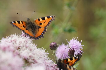 Kleiner Fuchs Schmetterling auf Distel Blüten, Aglais urticae