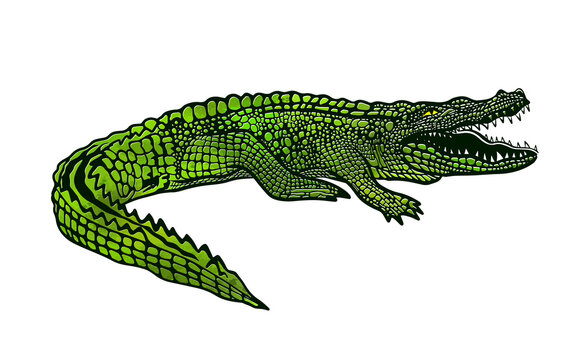 Green crocodile, alligator on white background. T-shirt print. Vector illustration