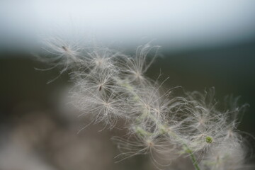Obraz premium Distel Pflanzen mit Samen, die sich durch Flug verbreiten als Macroaufnahme