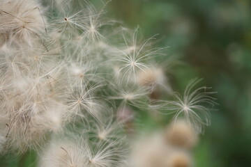 Distel Pflanzen mit Samen, die sich durch Flug verbreiten als Macroaufnahme