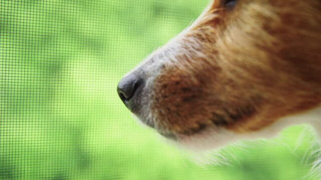 Muzzle of dog on green background, close up. Dog looks out the window and wiggles his nose, sniffs the air.