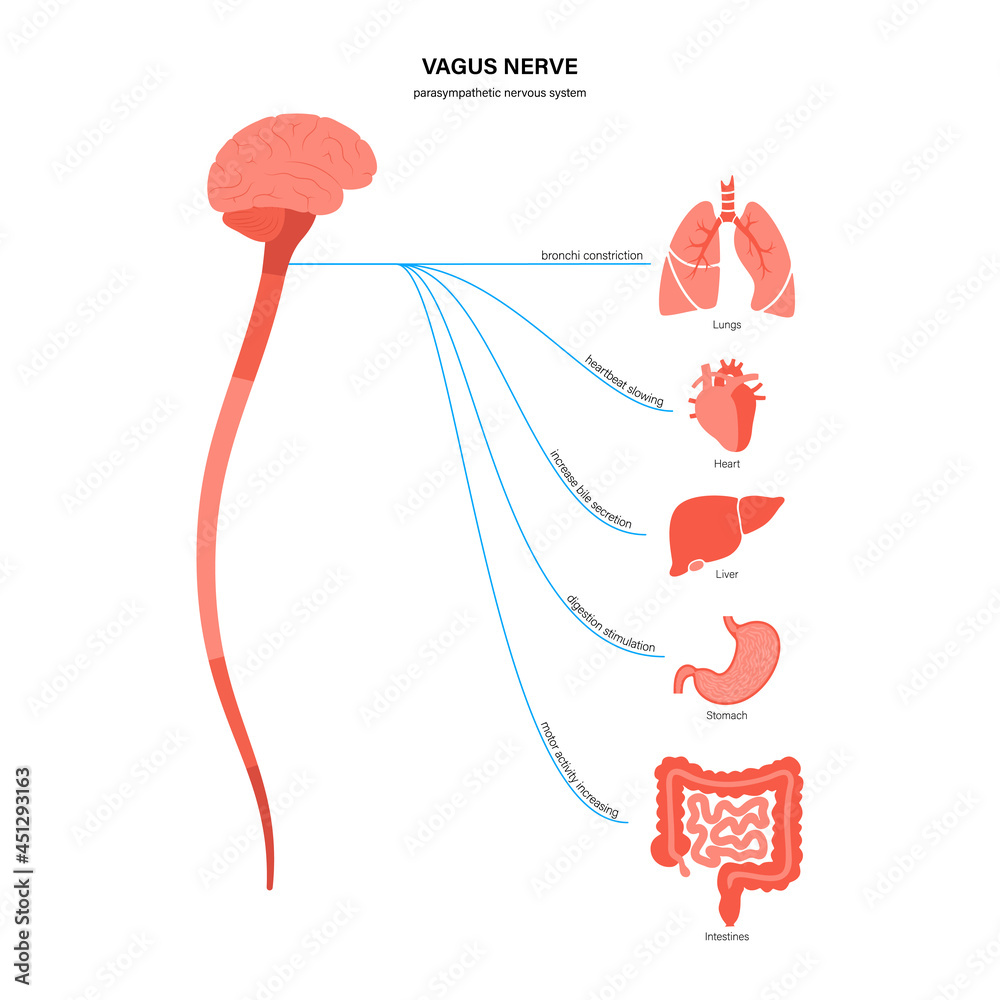 Poster vagus nerve diagram