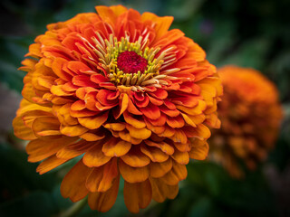 Zinnia flower