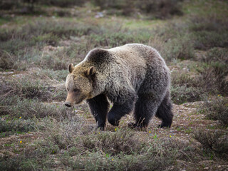Grizzly bear sow