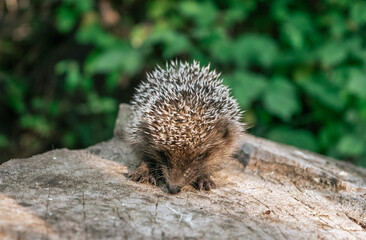 A young hedgehog defends itself from people in the forest. Forest hedgehog. Walk in nature. Close-up of a hedgehog.