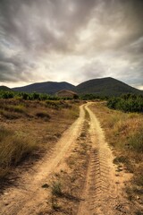 landscape of vineyards in bullas, murcia, spain.