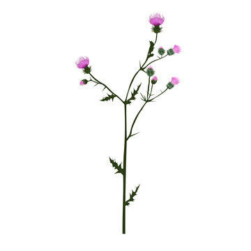Thistle vector stock illustration. A branch of a prickly plant with purple flowers. Label for Scotch whiskey. Pharmacy botany. Isolated on a white background.