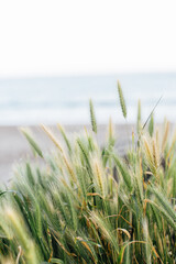 Relaxing Ocean grass swaying against beach, texture, background or spa image