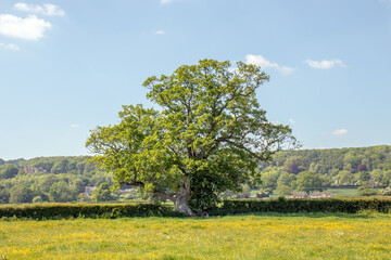 Fototapeta premium Old oak tree in a field of summertime buttercups.