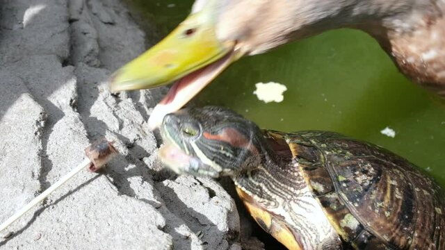 The girl feeds the turtle at the zoo, and the funny duck steals food from her.