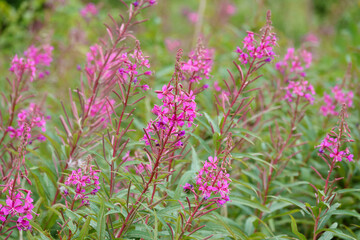 Beautiful pink purple flowers of Fireweed (Chamaenerion angustifolium) also known as Rosebay...