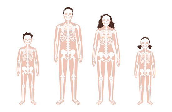 Human skeleton concept