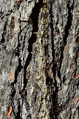 Trunk wood texture of coniferous tree called Bhutan Pine or Blue Pine, White Pine and Himalayan White Pine, latin name Pinus wallichiana.