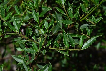 Dense green foliage on branches of Italian buckthorn, also called Mediterranean buckthorn, latin name Rhamnus Alaternus, in summer afternoon sunshine. 