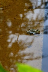 Small edible frog Pelophylax esculentus, also called common water frog or green frog, sitting in garden pond on stone raised platform with shallow water. 