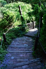 Stone stairs towards wooden, rope supported decorative bridge in park, outgrowing with various...
