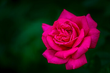 Blooming roses