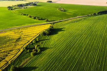 Aerial view of rapeseed field blossom and road