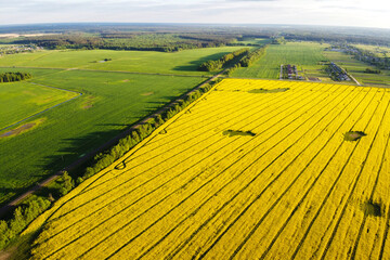 Aerial view of rapeseed field blossom and road