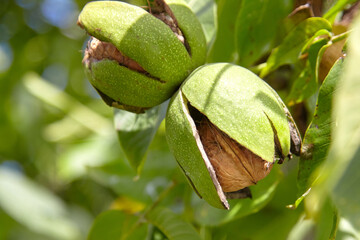 Walnut tree with walnut fruit in pericarp on branch