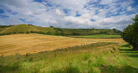 Fototapeta na wymiar a field of golden wheat stems after harvesting on the South facing edge of the Marlborough Downs, adjacent to Pewsey Vale, Wiltshire AONB 