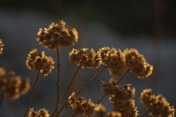 grass in the sun