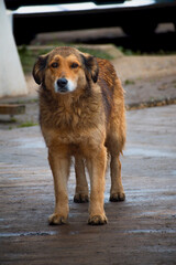 Perro callejero en la lluvia