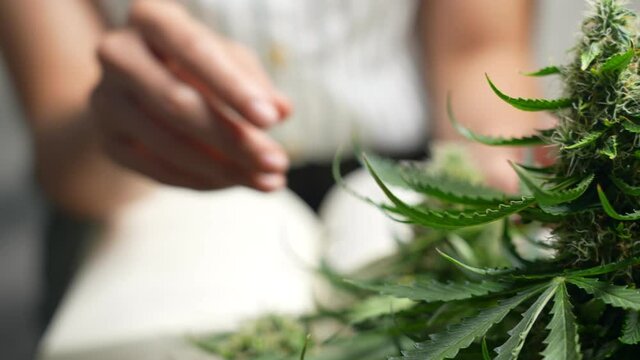 A botanical research student spending time caring and disease analyzing on her home growing plants, seeking information through tropical plantation textbook, futuristic alternative medical treatment