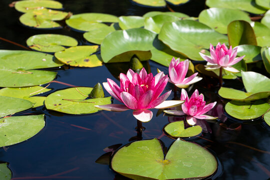 pink water lily. Flowers. Water. Photo. 