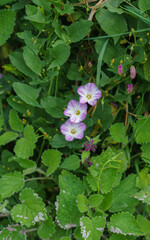 three pink common morning glory (Ipomoea purpurea) flowers in summer bloom