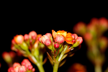 Beautiful Florist Kalanchoe Flower And Buds