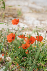 Close-up of red poppy flowers. Green grass. Nature background.