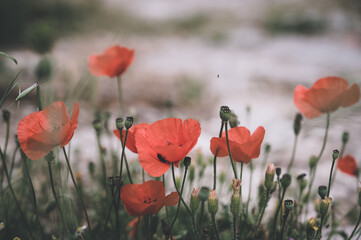 Obraz premium Close-up of red poppy flowers. Green grass. Nature background.