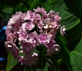 pink and white flowers
