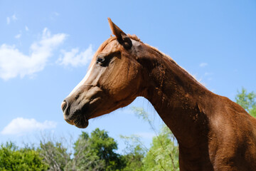 portrait of a horse outdoors with sky background