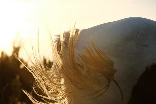 Paint Horse Tail Flick Shows Motion Of Hair With Sunset Background.