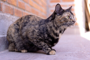 Cute tabby cat sitting ready to jump.