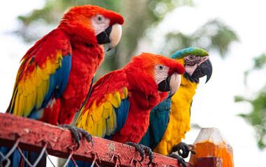 red and yellow macaw