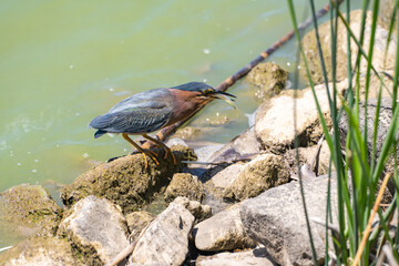 Green heron (Butorides striatus) caught a small fish.