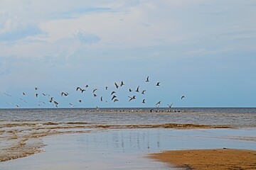 birds on the beach