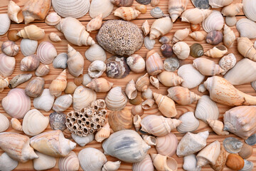 Caracoles Marinos Arena Playa Parador Tropical Mar Madera Cono Océano Vacaciones Turismo Viajes