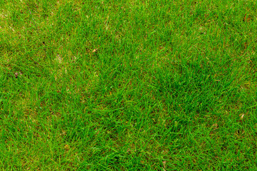 Background of a green grass. Eco concept