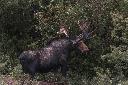 Bull Moose with Antlers in Estes Park Colorado
