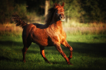A red horse running across the field