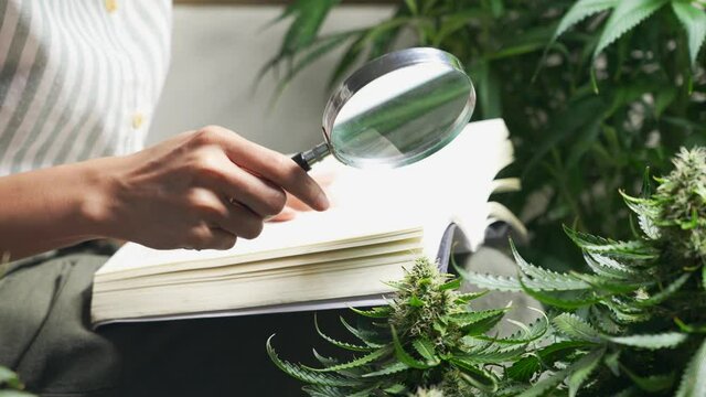 A female grower sit down using magnifying glass checking weed buds flower, study with textbook cannabis cultivation indoor growing room, alternative medical research, thc cbd weed strain indica sativa
