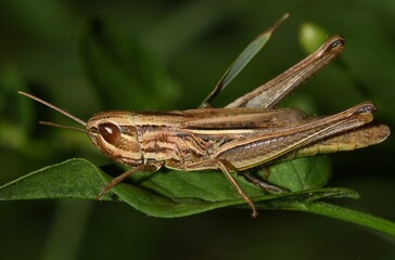 Grasshopper on the grass.